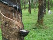 Tháng 6, PHR ước đạt 24 tỷ đồng lợi nhuận