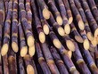 KTS dự kiến giảm giá mua mía