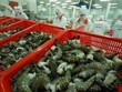 Xuất khẩu tôm năm 2016 dự báo tăng 10%
