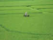 Tạo cơ sở pháp lý cho việc tích tụ, sử dụng hiệu quả đất nông nghiệp