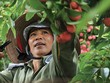 Bảo hiểm nông nghiệp, vẫn còn nhiều khó khăn để mở rộng