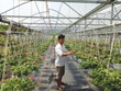 Nông nghiệp công nghệ cao mở ra cơ hội cho phía Tây Đà Nẵng