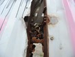 Trốn đóng tiền bảo hiểm, doanh nghiệp đối mặt với án hình sự