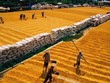 Hội nghị gạo thế giới lần thứ 10 sẽ diễn ra tại Hà Nội