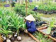 Cà Mau: Cổ phần hóa 3 đơn vị sự nghiệp công lập
