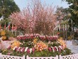 Lễ hội hoa anh đào Nhật Bản - Hà Nội 2019 sẽ diễn ra trong 3 ngày