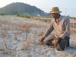 Lý Sơn mất mùa tỏi