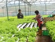 Thị trường là yếu tố sống còn của start-up nông nghiệp