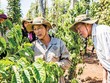 EVFTA đem lại nhiều lợi ích tích cực cho doanh nghiệp và người tiêu dùng