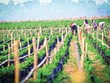 Công ty Nông nghiệp Hoàng Anh Gia Lai (HNG) lỗ hơn 631 tỷ đồng trong quý II/2019