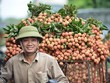 2 bộ bàn cách xuất khẩu khoai lang, chanh leo, dừa... sang Trung Quốc