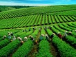 Việt Nam còn nhiều dư địa xuất khẩu chè, cà phê sang Trung Quốc