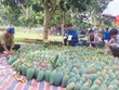 Trước thềm chất vấn, Bộ trưởng Nguyễn Xuân Cường nói gì về mở cửa thị trường, liên kết chuỗi