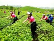 GTNFoods họp cổ đông bất thường để sửa điều lệ