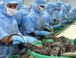 Cuối năm xuất khẩu tôm và cá ngừ đảo chiều nhích nhẹ
