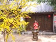 Mùi Tết gây thương nhớ