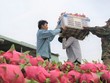 Nông sản Việt nhắm tới thị trường Ấn Độ thay Trung Quốc