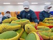 Xuất khẩu rau quả, cà phê, xơ sợi đã vượt 1 tỷ USD