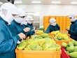 4 tháng, nông lâm thủy sản xuất siêu 2,8 tỷ USD, giảm nhẹ so với cùng kỳ