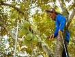Sầu riêng Đạ Huoai: Những ông Mặt Trời thơm