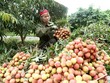 Thúc đẩy tiêu thụ hàng hóa nông sản sang thị trường Trung Quốc
