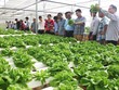 Đà Nẵng kêu gọi đầu tư vào các dự án nông nghiệp