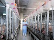 Giá thịt lợn cao ngất ngưởng, do đâu? - Bài 1: Thực hư việc nhân viên công ty chăn nuôi ăn chặn giá