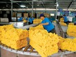 Xuất khẩu cao su 6 tháng đầu năm giảm mạnh, chỉ đạt hơn 600 triệu USD