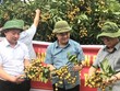 Sau vải thiều, đến lượt nhãn Hải Dương lần đầu xuất ngoại
