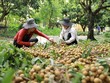 Mở rộng cơ hội xuất khẩu cho trái nhãn Việt Nam
