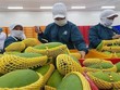 Mỹ đặc cách cử chuyên gia trở lại Việt Nam gỡ khó cho trái cây Việt xuất khẩu