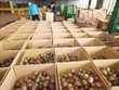 Tận dụng EVFTA, nông sản Việt liên tiếp lên đường sang EU