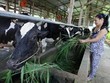 Đầu tư vào hợp tác xã nông nghiệp: Ngán nhất là cơ chế