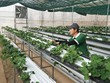 Cần sớm gỡ nút thắt cho vay nông nghiệp công nghệ cao