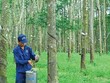 Công ty cổ phần Cao su Đồng Phú (DPR): Dòng tiền mạnh, vẫn ẩn chứa rủi ro