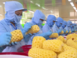 Xuất khẩu thực phẩm sang Hàn Quốc vẫn "dính" lỗi về an toàn thực phẩm