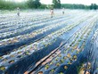Phát triển nông nghiệp công nghệ cao: Hướng đi đầy triển vọng tại Quảng Bình