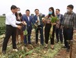 Hà Nội: Củ cải bán 1.000 - 3.000 đồng/kg vẫn có lãi, không có chuyện cần “giải cứu”