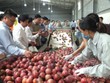 Rau quả xuất sang Trung Quốc giảm nhưng cải thiện ở thị trường khó tính