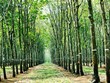 Thu hồi gần 100.000 m2 đất gần Sân bay Long Thành để đấu giá