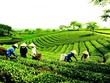 Phê duyệt Chiến lược phát triển kinh tế tập thể, hợp tác xã giai đoạn 2021 - 2030