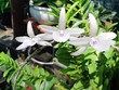 Quản lý thuế đối với giao dịch “lan đột biến” thế nào