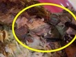 Xử phạt cơ sở kinh doanh thực phẩm bán cá kho có giòi cho khách