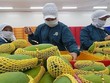 Xuất khẩu xoài ngắm mốc 650 triệu USD