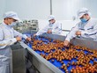 Tấp nập dự án sản xuất, chế biến rau quả