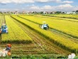 Việt Nam và Thụy Sỹ gia hạn dự án theo dõi và bảo hiểm lúa hết năm nay