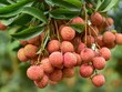 Thủ tướng chỉ đạo tháo gỡ khó khăn tiêu thụ nông sản cho Bắc Giang