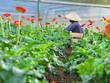TP.HCM sẽ đón nhận, phân phối mặt hàng hoa từ Lâm Đồng và các địa phương