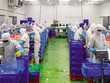 Doanh nghiệp Việt chưa lúc nào ngồi đợi