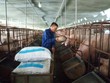 Đề xuất giảm thuế nhập khẩu ngô, lúa mỳ để hạ nhiệt giá thức ăn chăn nuôi